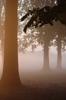 misc foggy tree